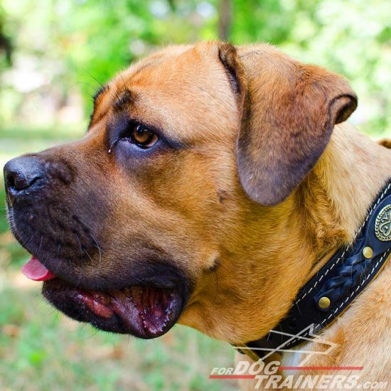 Profesionally Designed Nappa Padded Leather Cane Corso Collar