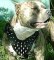 Spiked Walking dog harness made of leather And Created To Fit Pitbull and similar breeds - product code H9_1