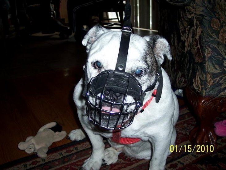 Gorgeous Harley's wearing our Wire Basket Dog Muzzles Size Chart - M4light