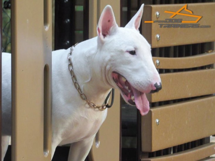 bullet dog collar