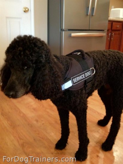 Nice Poodle in All Weather Reflective harness H6plus