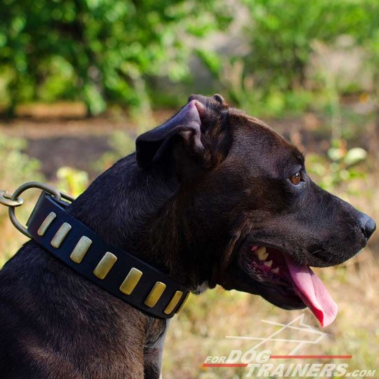 Handcrafted Leather Pitbull Collar Adorned with Brass Plates