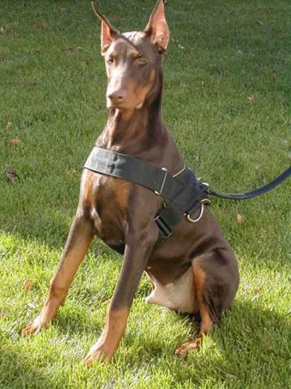 All Weather Nylon dog harness for tracking / walking Designed to fit Doberman - H6