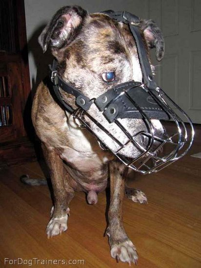 Gorgeous Charlie wearing our Wire Basket Dog Muzzles - M4light