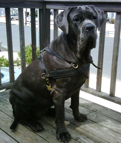 Neo wearing our exclusive Tracking / Pulling / Agitation Leather Dog Harness For Mastiff H5