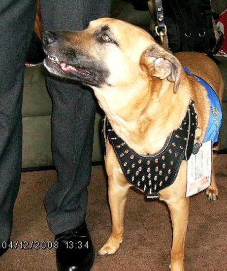 Spiked Walking dog harness made of leather And Created To Pit bull and similar breeds - product code H9