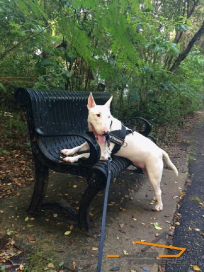 Bullet on a Walk in His Best Nylon Harness for Pulling, Tracking, Training and SAR