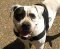 All Weather dog harness for tracking / pulling Designed to fit Pitbull - H6_3