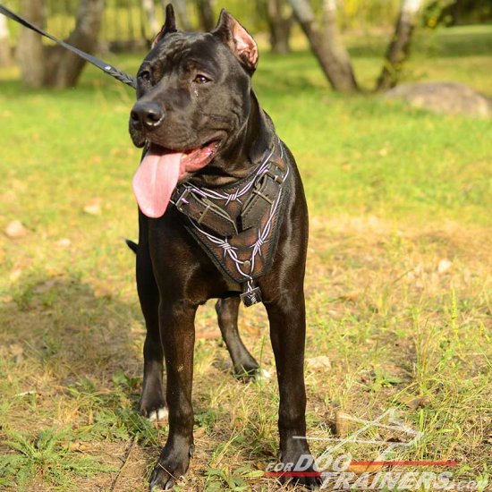Leather Pitbull Harness for Attack Training with Barbed Wire Painting