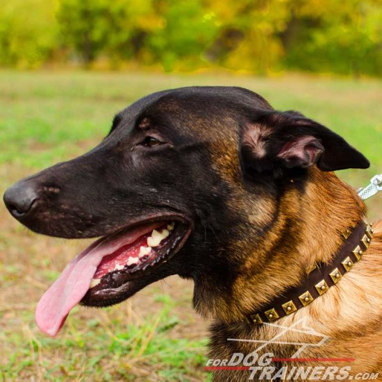 Malinois Fashion"Caterpillar" Leather Collar