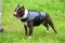 30% Discount - NEW 2023 All Season Extra Strong Nylon Vest Dog Harness for Amstaff- H13-Outdoor