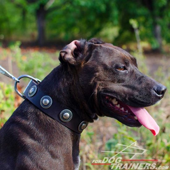Chic Pitbull Decorated Leather Collar with Gorgeous Brooches