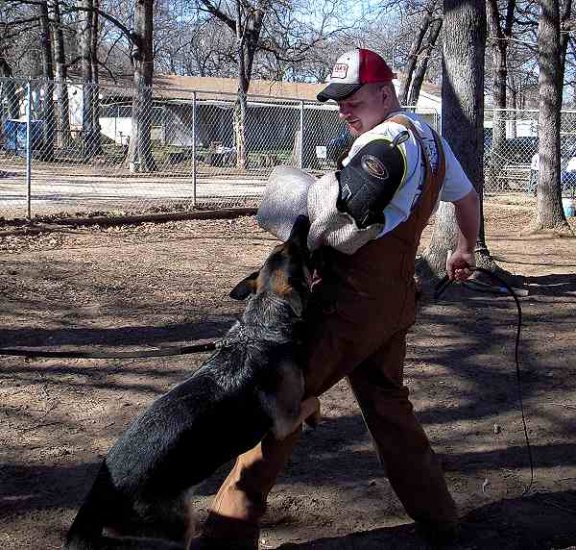 Cochise wearing our exclusive Dog bite sleeve - intermediate dog sleeve - PS14jute