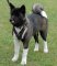 Akita Exclusive Handcrafted Leather Dog Harness- Akita Inu