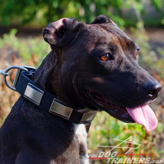 Unique Design Leather Pitbull Collar with Nickel Plates