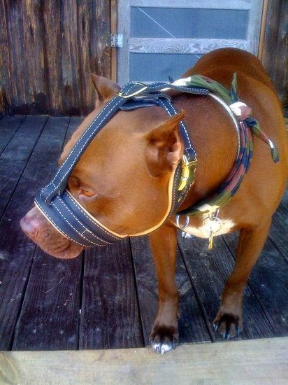 Troy wearing our exclusive Royal Nappa Leather Dog Muzzle - product code M88_3