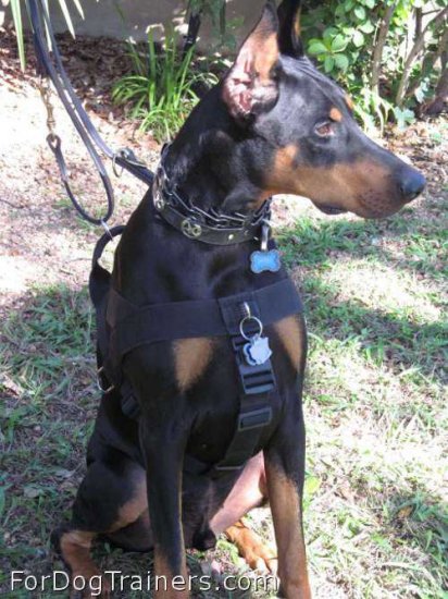 Spock looks super fine in Better control everyday all weather dog harness