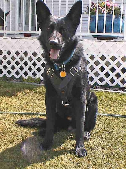 Agitation / Protection / Attack Leather Dog Harness - H1 - Click Image to Close