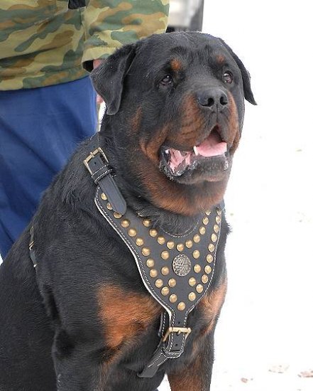 royal pet training collar