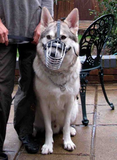 M4light Wire Cage Dog Muzzle Sizing Chart Presented by White German Shepherd Echo