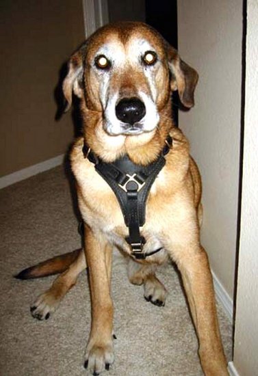 Great looking Maverick wearing our Luxury handcrafted leather dog harness H3