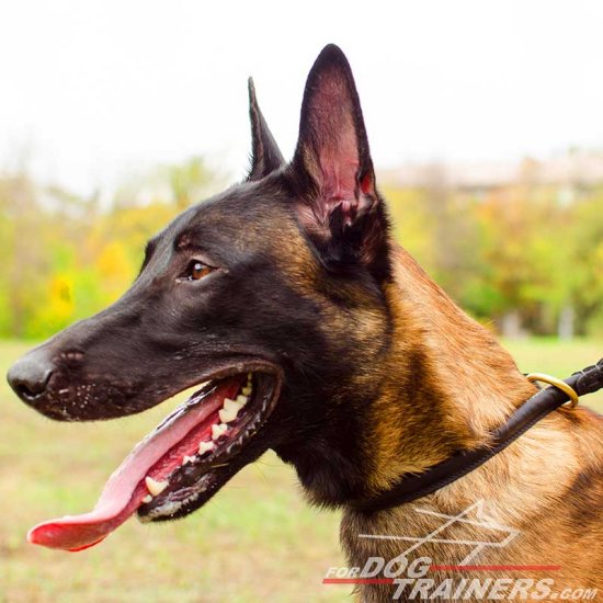 Efficient Malinois Round Leather Choke Collar
