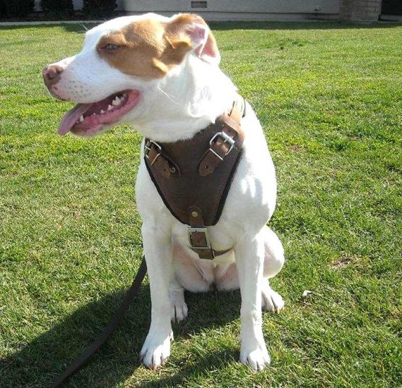 MILEY wearing our exclusive Agitation / Protection / Attack Leather Dog Harness H1