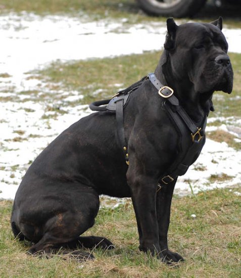 shock collar for cane corso