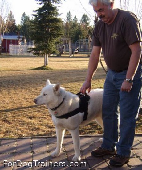 Kita is so cute in *All Weather Extra Strong Nylon Harness - H6