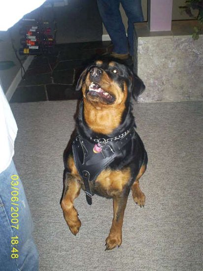 Agitation / Protection / Attack Leather Dog Harness Perfect For Your Rottweiler H1_2