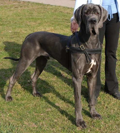 great dane dog harness