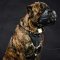 Cane Corso Dogs Working Muzzle for Everyday Training Walking