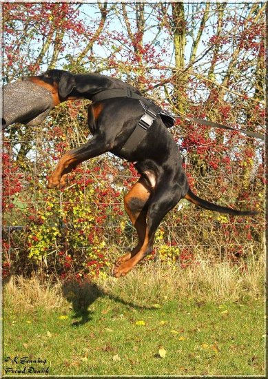 Best Nylon Canine Harness for Doberman Pulling/Tracking/Training/Daily Walking - Lightweight Gear - H6-1