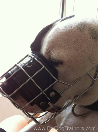 Pitbull Max looking Great in our exclusive Revolution Design Wire Dog Muzzle