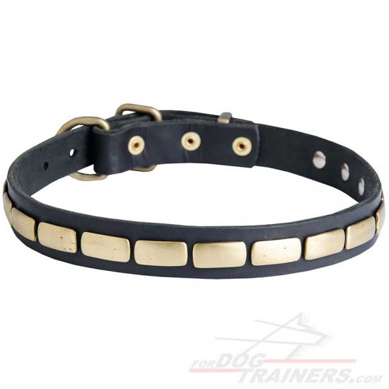 classy dog collars