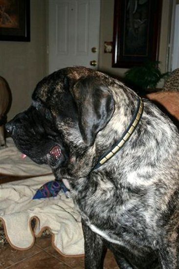 Bodie wearing our exclusive Gorgeous Leather Dog Collar - Fashion Exclusive Design - Special25plates