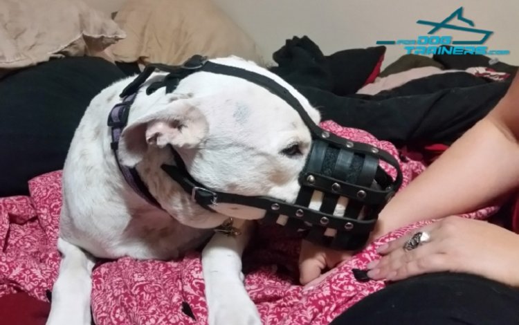 Pitbull Demonstrates Super Ventilation Leather Basket Muzzle