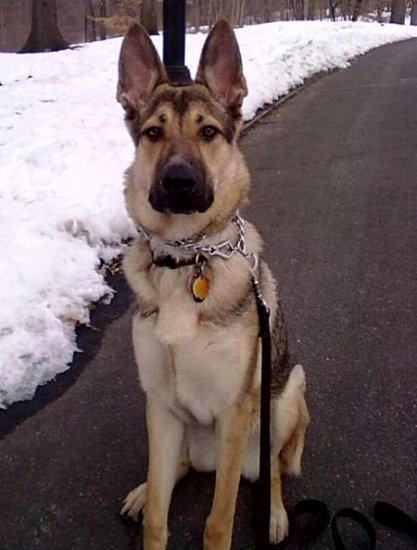 Bella uses Leather Dog Leash with Stainless Steel Snap Hooks