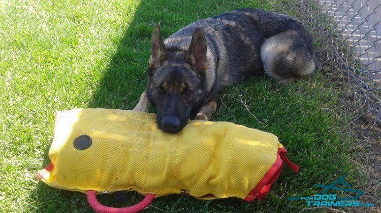 Doggie Playing with French Linen Soft Puppy Sleeve 30% DISCOUNT