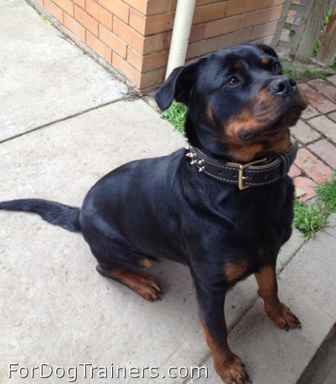 Adorable Rottweiler wearing leather dog collar with 2 rows of nickel-plated spikes