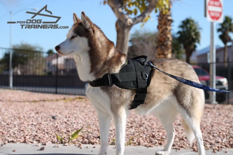Husky Presents Multifunctional Dog Harness of Water-proof Nylon - Top Seller Product