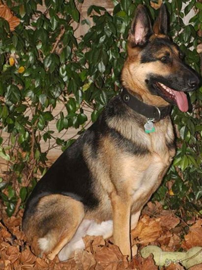 German Shepherd Studded Nylon Dog Collar for Daily Any Weather Activities