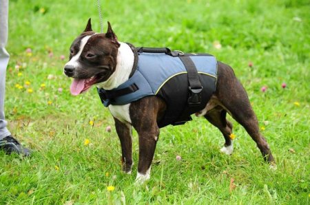 30% Discount - NEW 2023 All Season Extra Strong Nylon Vest Dog Harness for Amstaff- H13-Outdoor