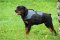 30% Discount - NEW 2023 All Season Extra Strong Nylon Vest Dog Harness for Rottweiler- H13-Outdoor