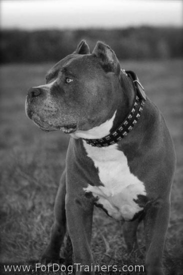 Exclusive "Caterpillar" Design Leather Dog Collar for Pitbulls
