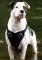 Agitation / Protection / Attack Leather Dog Harness Perfect For Your American Bulldog