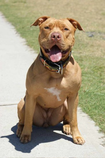 Karma collars clearance