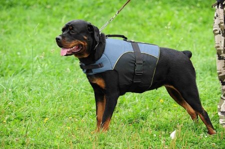 30% Discount - NEW 2023 All Season Extra Strong Nylon Vest Dog Harness for Rottweiler- H13-Outdoor