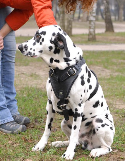 Dalmatian Leather Dog Harness- best dog harness for DalmatianDalmatian Leather Dog Harness- best dog harness for Dalmatian