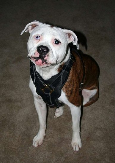 Exclusive Luxurious Handcrafted Padded Leather Dog Harness Perfect for your Pit bull H10